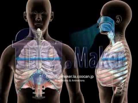 ヒトの呼吸_深呼吸時の横隔膜と肋骨の動き【3DCG**respiration】