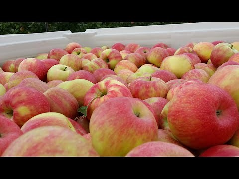 Pruning Honeycrisp for Annual Production