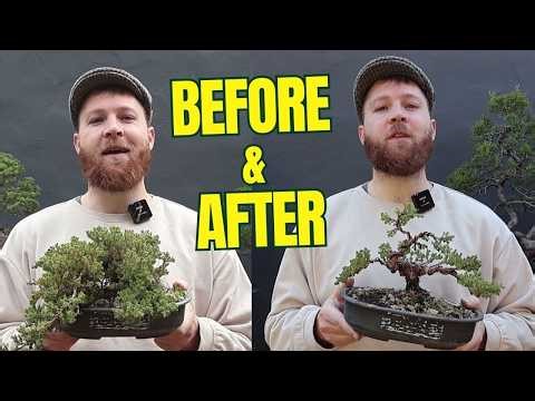 How to Style a Juniper Procumbens Nana