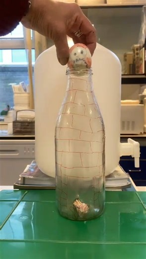 🎅🤶 Day 7 🎅🤶 The flame heats the air in the bottle. When the flame goes out, the air cools again and this causes a drop in the pressure in the bottle. The pressure in the bottle is lower than outside it and so the egg is 'pushed' into the bottle by atmospheric pressure. | Penair School