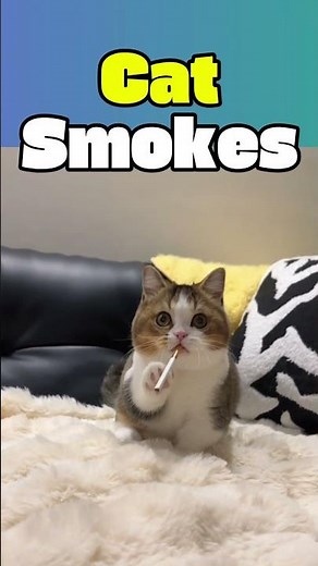 cute cat smoking