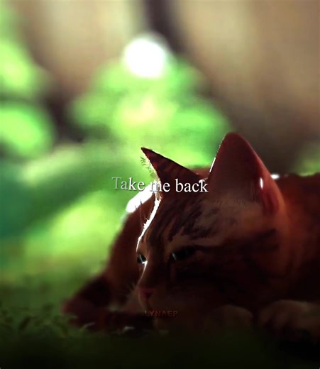 Mastering the Stray Game: A Comprehensive Guide