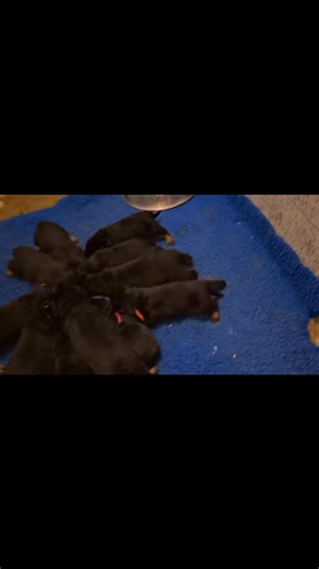 2.7K views · 67 reactions | Midnight (almost...) snack (ground chicken, goat yogurt, goat milk, raw egg yolk and a bit of nutrical) I swear is a plate in there somewhere underneath 11 potatoes 藍 (ignore the vicious Frenchie babies playing in the background ) | Guardian Rottweilers | Facebook