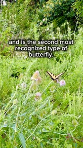 Can you identify a Swallowtail? Can your neighbors identify Swallowtails? Join us for the 2025 Parks for Pollinators BioBlitz to raise awareness around Swallowtails and all pollinators! Submit a form, use the BioBlitz toolkit, and join NRPA’s BioBlitz campaign on iNaturalist and become eligible for exciting prizes. Don’t miss this opportunity to engage your community, support pollinator health and showcase the power of parks! Sign up at the link in our bio. @scottsmiraclegro #Parks4Pollinators #