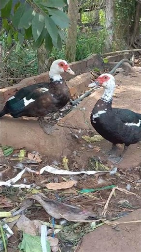 Two Little Ducks on an Adorable Adventure That Will Make You Smile!❤️