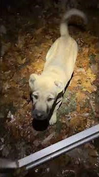Aryeh wants her bed back #narrowayhomestead #offgrid #aryehdog #boz #livestockguardiandog #puppy