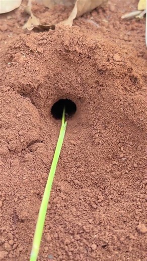 Red centipede VS Bullet ants