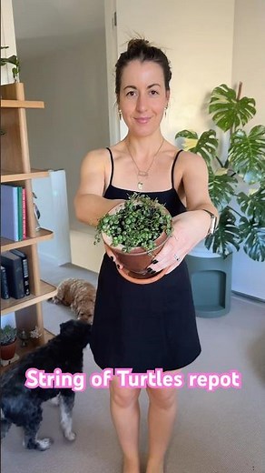 Easy String of Turtles Repot | Which is your Favourite #StringOfThings?