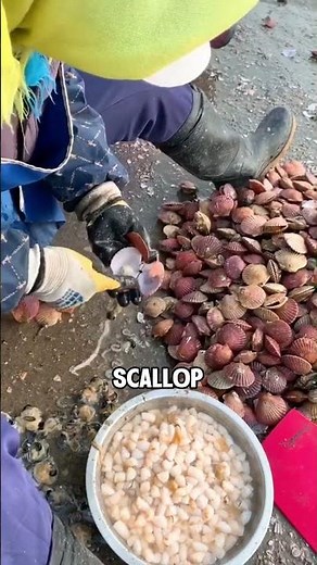 How scallops are processed before reaching your table