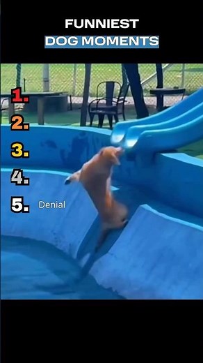 FUNNIEST DOG MOMENTS