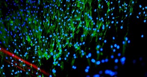 New Cell Filming Technology Creates the World's Smallest Movies