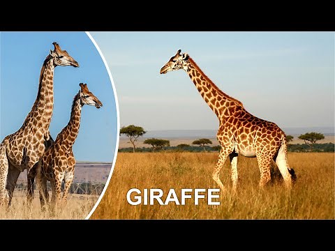 GIRAFFE FUNNY VIDEO COMPILATION