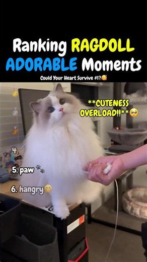 Ranking RAGDOLLS ADORABLE Moments 😊