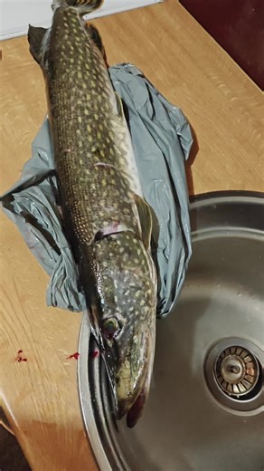 vovaморж🥶 (@vovaclass88)’s videos with оригинальный звук - vovaморж🥶