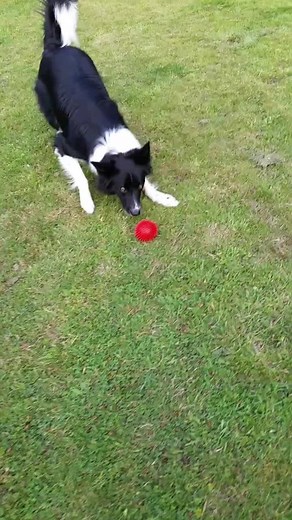 Border Collie Playing Fetch in Grassy Backyard