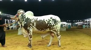 4 dant bachra Meat weight 6.5 plus Contact number: 03475445492 | Pakistan Cattle Qurbani