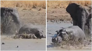 Elephant chases hippo out of watering hole in dramatic viral video. Watch