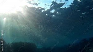 School of fish swimming in shallow coral reef water with sunlight in background Underwater shot from, Eilat, Israel ,red sea