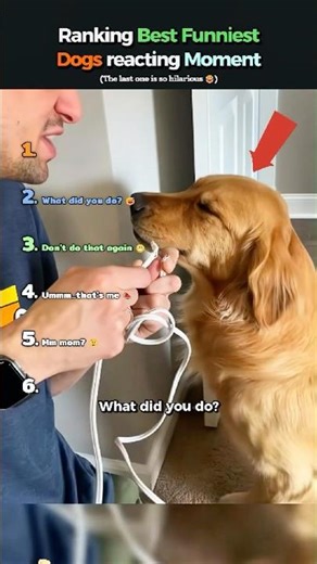 Ranking Best Funniest Dogs Reacting Moments 🐶😂 (You Won’t Stop Laughing) #shorts #dog #funnydogs