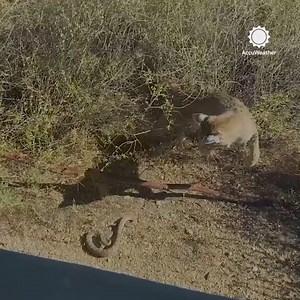 A brave bobcat faced off with a rattlesnake in Saguaro National Park, Arizona. According to the park, the bobcat hoped the "spicy danger noodle" would make a tasty snack. The cat used its swift reflexes to dodge venomous bites. | AccuWeather