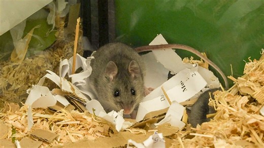 Canberra breeding facility helping to bring smoky mice back from the brink