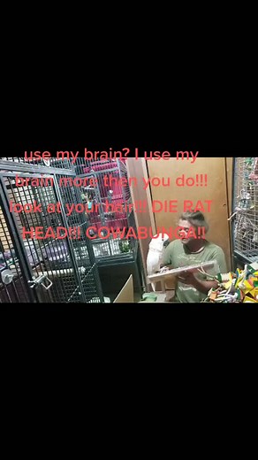 #pebble_thecrazycockatoo #birdattack #parrotbite #funny #idontwannalearn #waitforit #cockatoo #newtoys #thankyou #pebble #moluccan