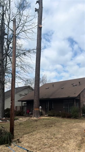 Chopping Down a Pine Tree with a Chainsaw