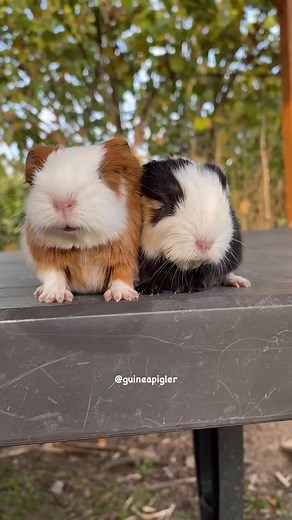 11K views · 1.9K reactions | Sisters  #guineapig #guineapigs #weeklyfluff | Guinea Pigs Unique Toys for Animals - Ginepig / Cavy | Facebook