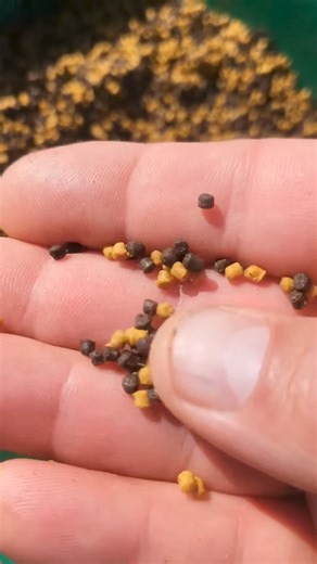 116K views · 486 reactions | Как да направим своята #METHOD #FEEDER пелети без цедилка | KING Fishing | Facebook