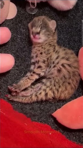 Is Animal Body Better Than Fantasy Shape? #animals #animallife #smoothmoments