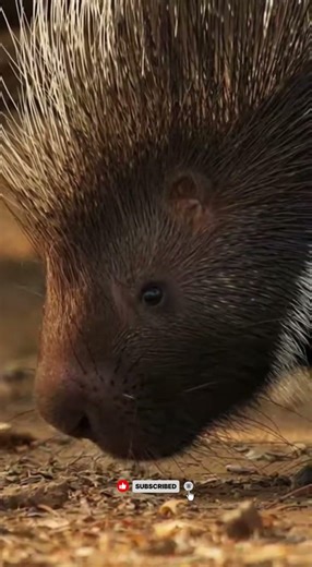 Fox Thought It Was Easy… Big Mistake! 😂🦔 #wildlife #wildlifeentertainment