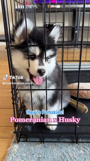 Replying to @Marah Francis They’re Pomskies! Pomeranian x Husky mix!! #dogsoftiktok #puppiesoftiktok #pomsky #puppy #pomskypuppy #husky #puppyvlog