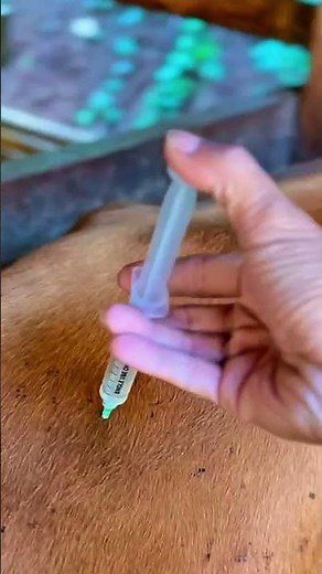 Antipyretic injection in male Limousin cattle with fever #cow