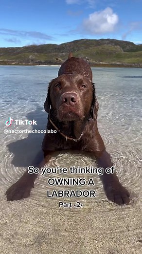 Owning a ‘Hector’ part 2 🤪 #labrador #dog #dogs #dogsoftiktok #funny #happy #lab
