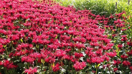 A perennial favorite native to North America, bee balm (also called wild bergamot) is beloved in flower beds for its beautiful blooms of red, pink, purple or white—not to mention the fragrant foliage. Here’s how to plant and grow bee balm in your garden! Almanac.com/plant/bee-balm | The Old Farmers Almanac