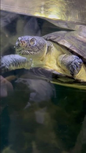 Up Close with a Charming Turtle at Blue Planet Aquarium #aquarium #turtle
