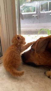 38M views · 621K reactions | Dog starts kissing this tiny rescue kitten so often that she has a permanent wet mohawk! | The Dodo | Facebook