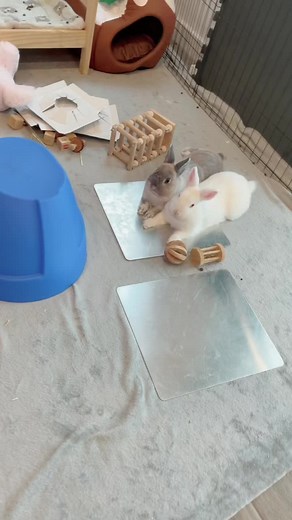 #rabbit #cutebunny #bunnytok #fyp #bunniesoftiktok #bunnies #viral #viralbunny #bonding #pettiktok #tiktokaustralia
