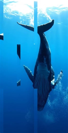 The Incredible Feeding Power of the Blue Whale 🐋