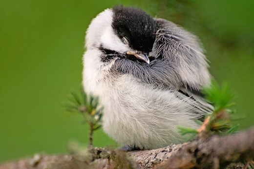 Where Do Birds Sleep at Night?