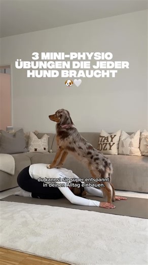 Juliane Gabriel on Instagram: "(Anzeige) 3 kleine Physio Übungen, die du direkt mit deinem Hund testen kannst 🐶🥰 Wir haben das früher echt selten gemacht, aber inzwischen merken wir, wie gut es ihr tut und wie sehr es Muskeln und Gelenke unterstützt. Und richtig cool: Bei @agila.de könnt ihr jetzt zu eurem Tierkrankenschutz oder der OP-Versicherung Bausteine wie Vorsorge, Physio und Zahnbehandlungen ganz flexibel dazubuchen! Wir sind super happy mit unserer Versicherung und können sie von Herz