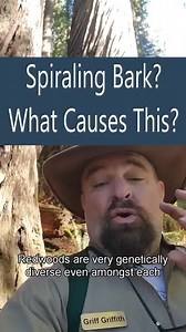126K views · 8.8K reactions | What causes bark to twist around a redwood tree? #trees #redwoodforest #environmentalawareness | Redwoods Rising | Facebook