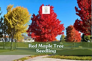 Red Maple Tree Seedling | Acer Rubrum, Brilliant Fall Color - Etsy