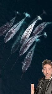 The Narwhal is WILD 👀