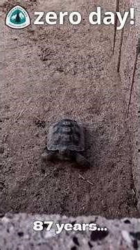 🐢 maturango museum!