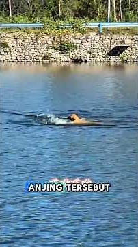 fish vs dog 🤣🤣