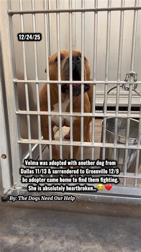 💔Velma is absolutely heartbroken after she waited 2 months to get adopted just to be surrendered to another shelter less than a month later. This is how she’ll spend her Christmas..🥹 Please watch until the end, react, comment, & share to help her find a hero when shelter reopens 12/27. Velma sat in Dallas shelter 9/21-11/13, survived a URI, went through heartworm treatment, & was almost unalived. She got adopted with another dog just for only her to be surrendered 12/9 to Greenville shelter af