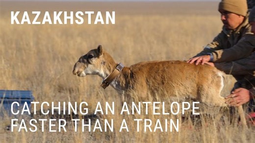 Catching an antelope that runs faster than a passenger train | Frankfurt Zoological Society / Zoologische Gesellschaft Frankfurt