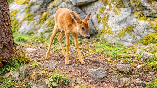 I didn’t check my trail camera for seven days and this is what appeared