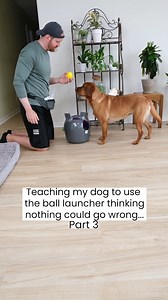 9M views · 149K reactions | Dog Shoots Balls at the Cat | Ruby the Labrador | Facebook